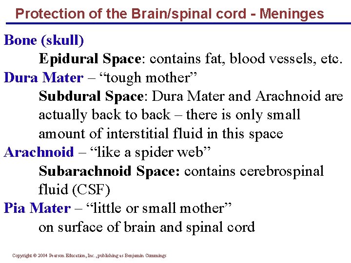 Protection of the Brain/spinal cord - Meninges Bone (skull) Epidural Space: contains fat, blood