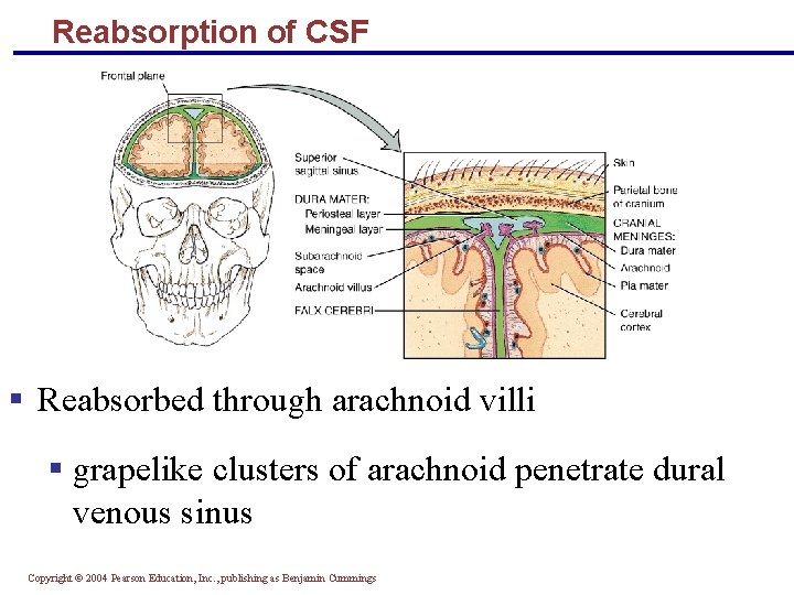 Reabsorption of CSF § Reabsorbed through arachnoid villi § grapelike clusters of arachnoid penetrate