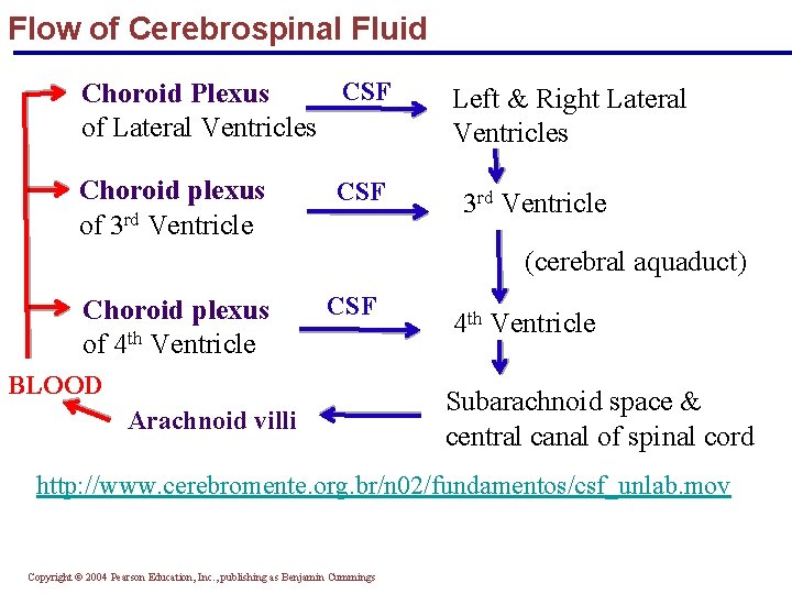Flow of Cerebrospinal Fluid CSF Choroid Plexus of Lateral Ventricles Choroid plexus of 3
