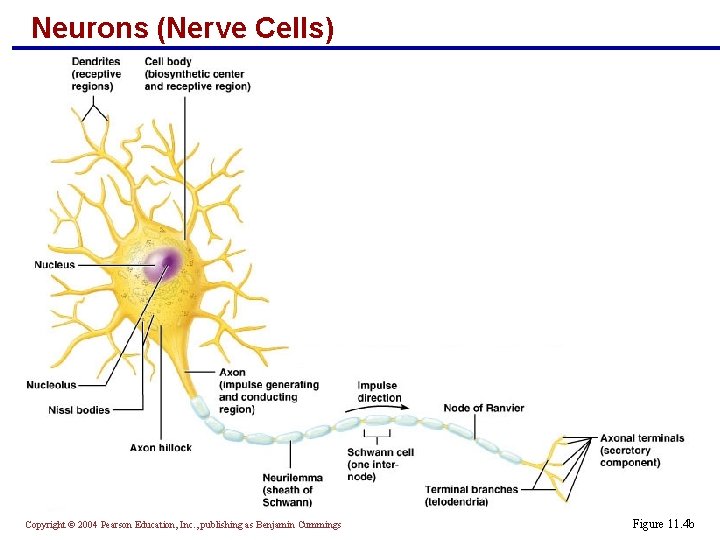 Neurons (Nerve Cells) Copyright © 2004 Pearson Education, Inc. , publishing as Benjamin Cummings