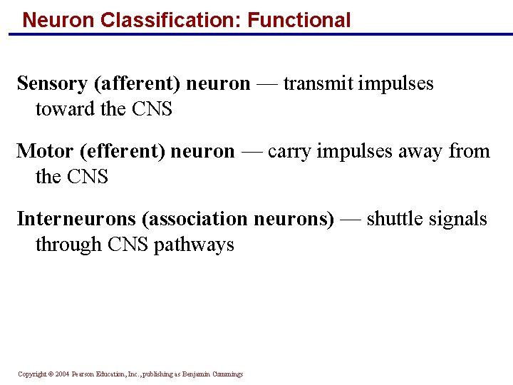 Neuron Classification: Functional Sensory (afferent) neuron — transmit impulses toward the CNS Motor (efferent)