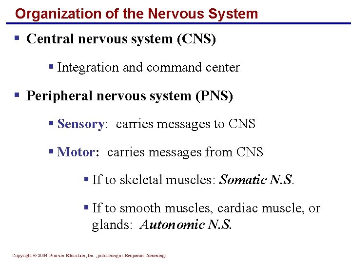 Organization of the Nervous System § Central nervous system (CNS) § Integration and command