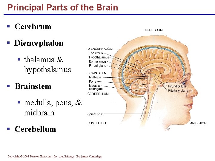 Principal Parts of the Brain § Cerebrum § Diencephalon § thalamus & hypothalamus §