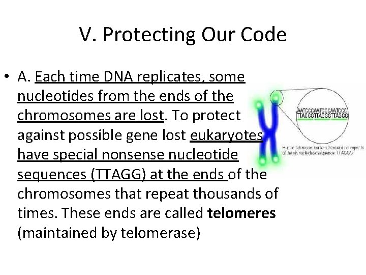 V. Protecting Our Code • A. Each time DNA replicates, some nucleotides from the