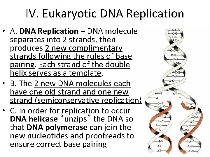 IV. Eukaryotic DNA Replication • A. DNA Replication – DNA molecule separates into 2