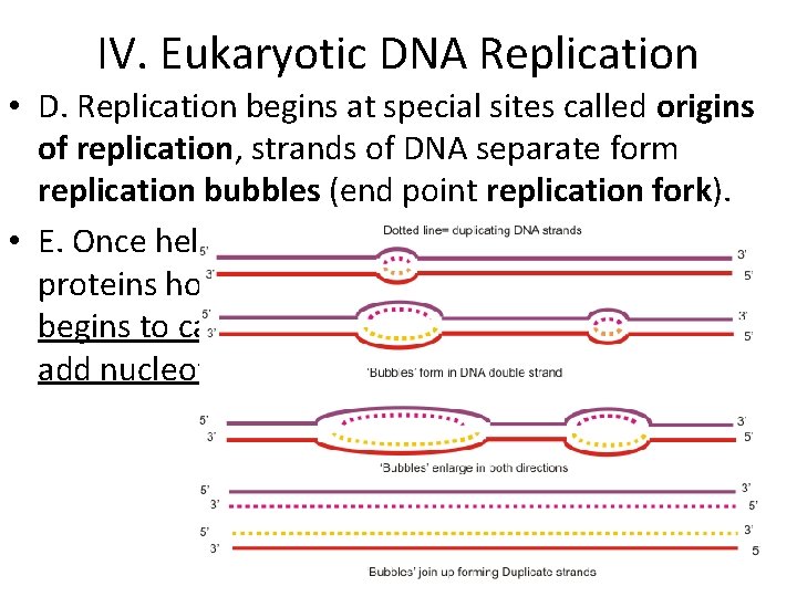 IV. Eukaryotic DNA Replication • D. Replication begins at special sites called origins of IV. Eukaryotic DNA Replication • D. Replication begins at special sites called origins of