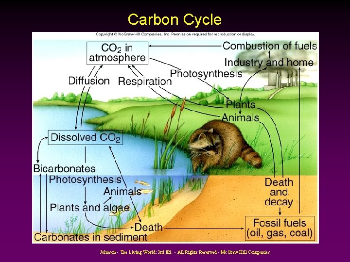 Carbon Cycle Johnson - The Living World: 3 rd Ed. - All Rights Reserved