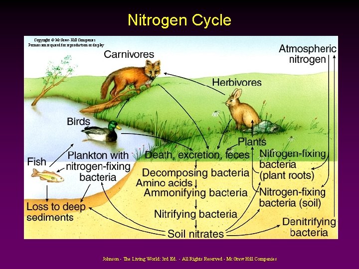 Nitrogen Cycle Copyright © Mc. Graw-Hill Companies Permission required for reproduction or display Johnson