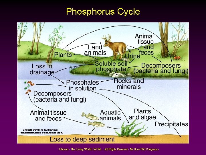 Phosphorus Cycle Copyright © Mc. Graw-Hill Companies Permission required for reproduction or display Johnson