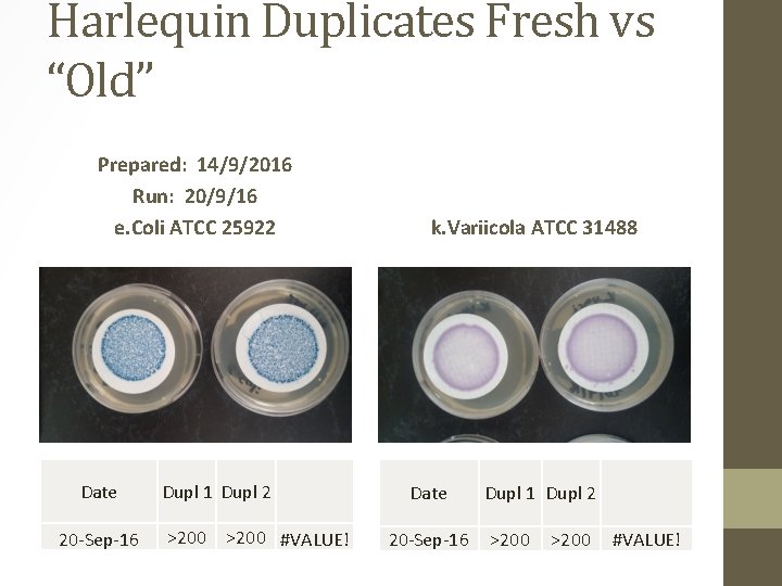 Harlequin Duplicates Fresh vs “Old” Prepared: 14/9/2016 Run: 20/9/16 e. Coli ATCC 25922 Date