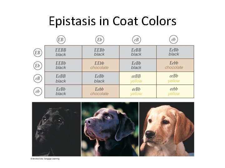 Epistasis in Coat Colors 