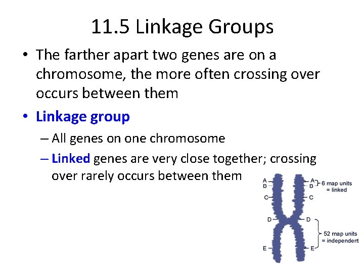 11. 5 Linkage Groups • The farther apart two genes are on a chromosome,