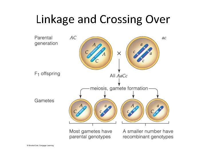 Linkage and Crossing Over 
