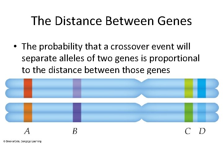 The Distance Between Genes • The probability that a crossover event will separate alleles