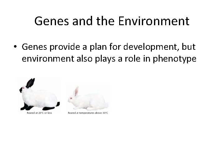 Genes and the Environment • Genes provide a plan for development, but environment also