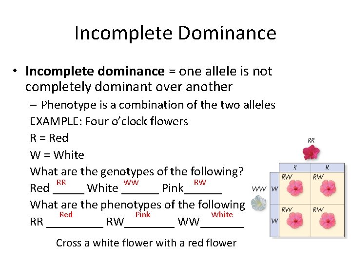 Incomplete Dominance • Incomplete dominance = one allele is not completely dominant over another