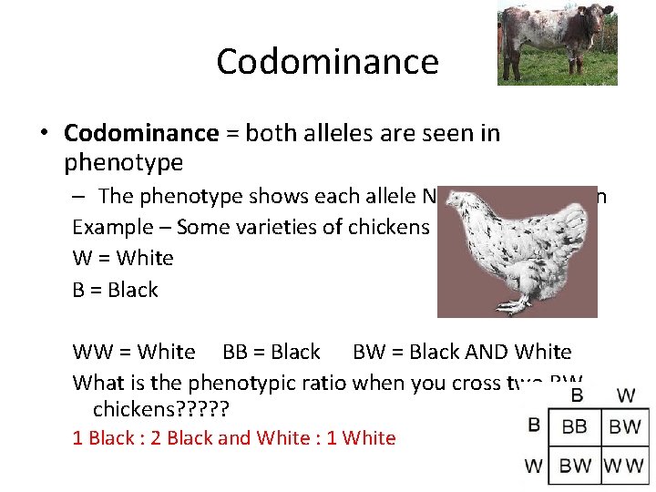 Codominance • Codominance = both alleles are seen in phenotype – The phenotype shows