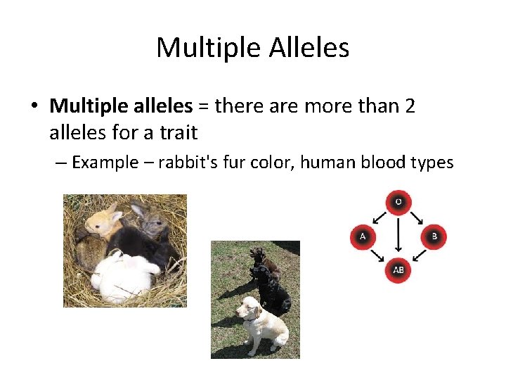 Multiple Alleles • Multiple alleles = there are more than 2 alleles for a