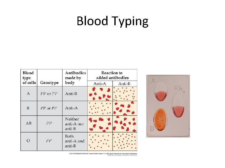 Blood Typing 