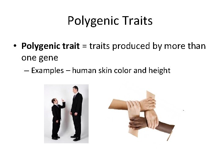 Polygenic Traits • Polygenic trait = traits produced by more than one gene –