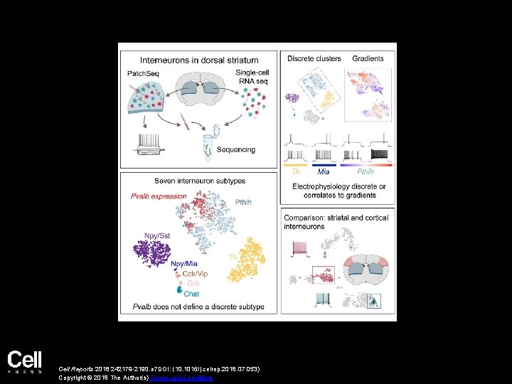 Cell Reports 2018 242179 -2190. e 7 DOI: (10. 1016/j. celrep. 2018. 07. 053)