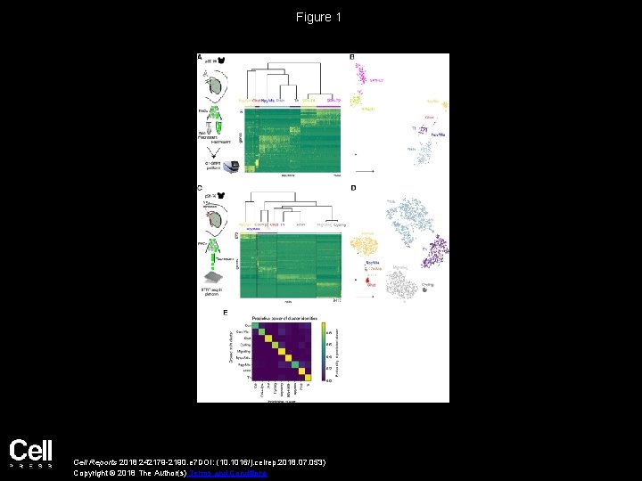 Figure 1 Cell Reports 2018 242179 -2190. e 7 DOI: (10. 1016/j. celrep. 2018.