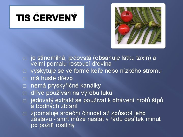 TIS ČERVENÝ � � � � je stínomilná, jedovatá (obsahuje látku taxin) a velmi