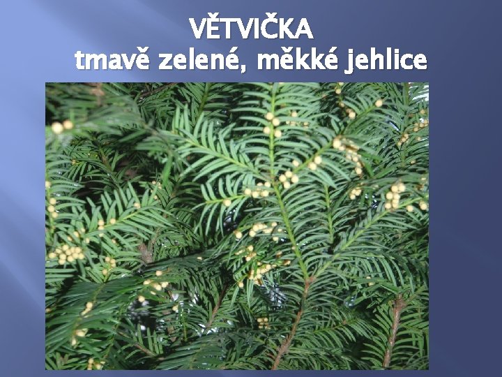 VĚTVIČKA tmavě zelené, měkké jehlice VĚTVIČKA tmavě zelené, měkké jehlice