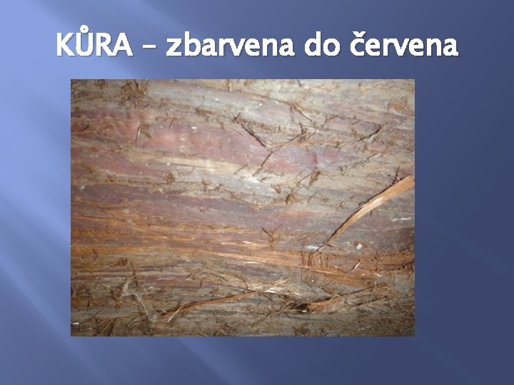 KŮRA – zbarvena do červena 