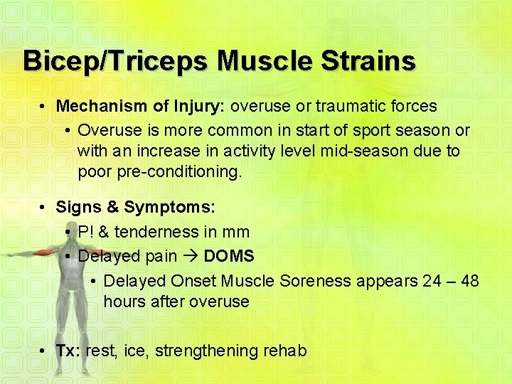 Bicep/Triceps Muscle Strains • Mechanism of Injury: overuse or traumatic forces • Overuse is Bicep/Triceps Muscle Strains • Mechanism of Injury: overuse or traumatic forces • Overuse is