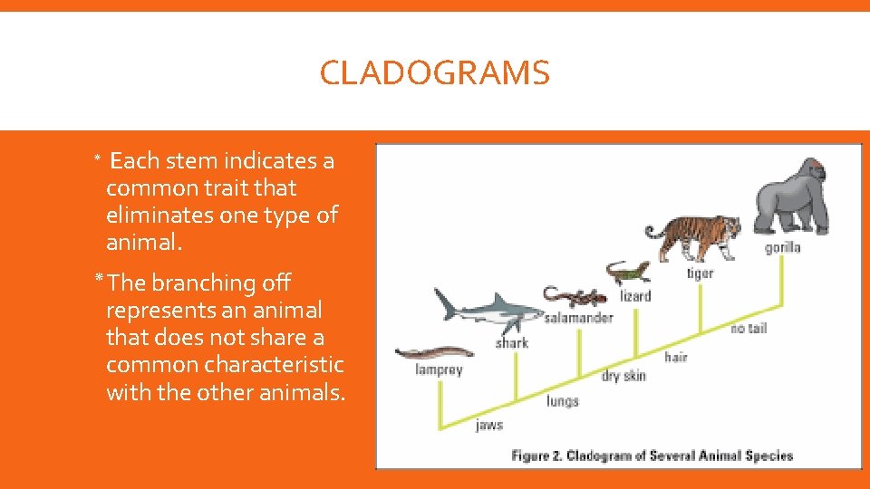 CLADOGRAMS ٭ Each stem indicates a common trait that eliminates one type of animal. CLADOGRAMS ٭ Each stem indicates a common trait that eliminates one type of animal.