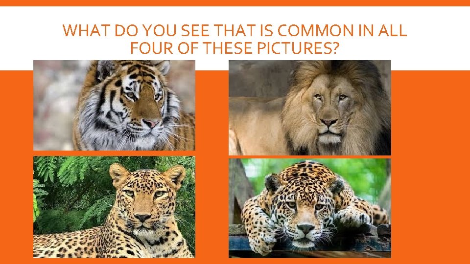 WHAT DO YOU SEE THAT IS COMMON IN ALL FOUR OF THESE PICTURES? WHAT DO YOU SEE THAT IS COMMON IN ALL FOUR OF THESE PICTURES?