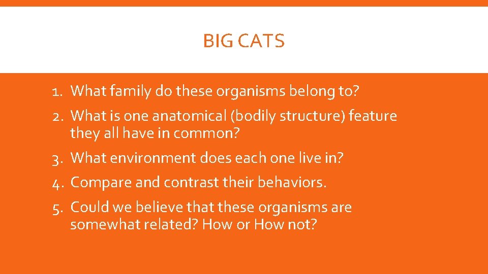 BIG CATS 1. What family do these organisms belong to? 2. What is one BIG CATS 1. What family do these organisms belong to? 2. What is one
