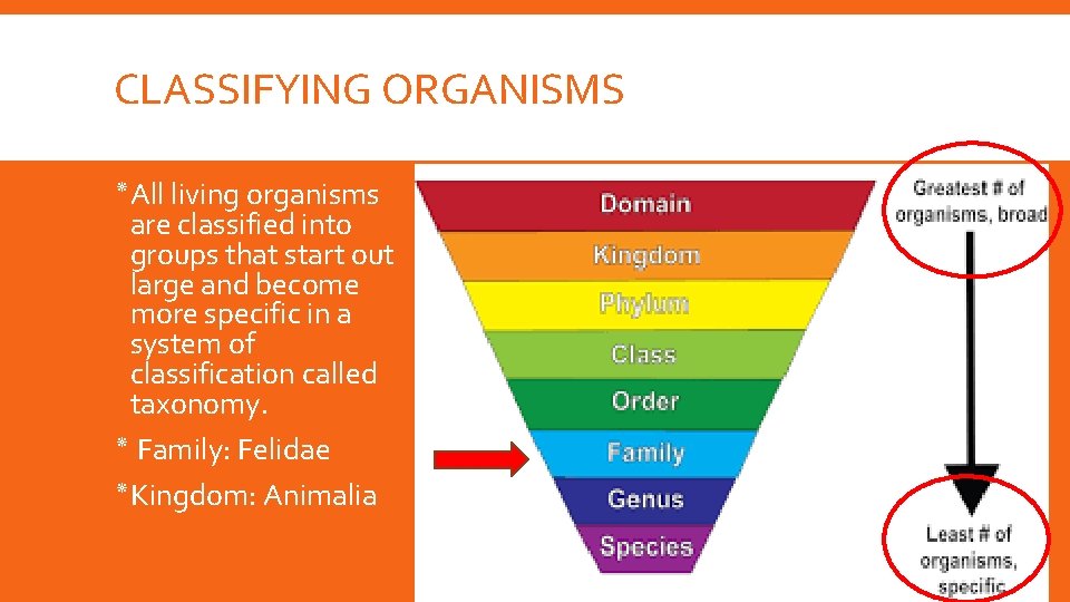 CLASSIFYING ORGANISMS ٭ All living organisms are classified into groups that start out large CLASSIFYING ORGANISMS ٭ All living organisms are classified into groups that start out large