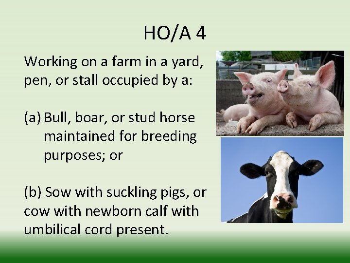 HO/A 4 Working on a farm in a yard, pen, or stall occupied by