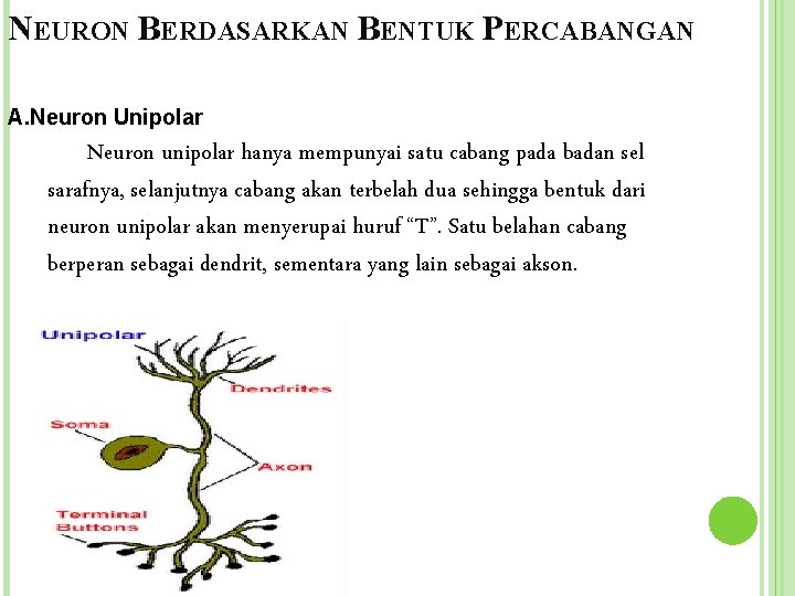 NEURON BERDASARKAN BENTUK PERCABANGAN A. Neuron Unipolar Neuron unipolar hanya mempunyai satu cabang pada
