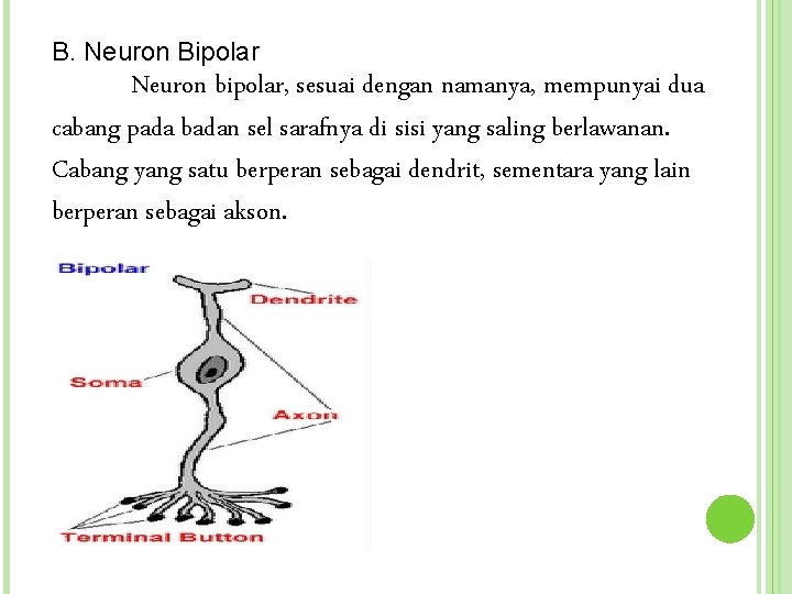 B. Neuron Bipolar Neuron bipolar, sesuai dengan namanya, mempunyai dua cabang pada badan sel