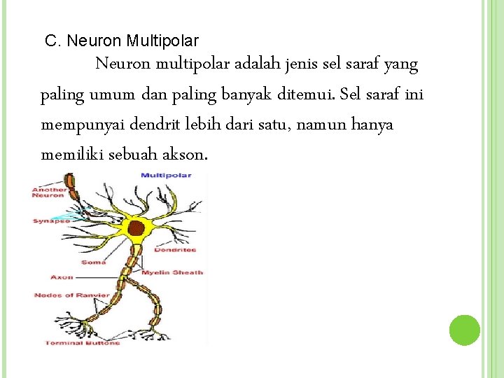 C. Neuron Multipolar Neuron multipolar adalah jenis sel saraf yang paling umum dan paling