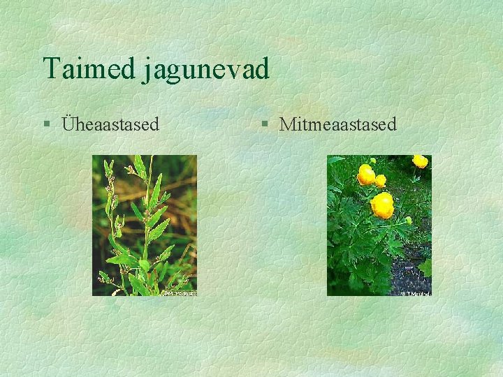 Taimed jagunevad § Üheaastased § Mitmeaastased 