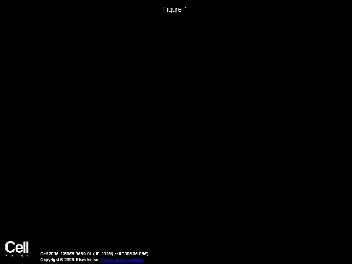 Figure 1 Cell 2006 126955 -968 DOI: (10. 1016/j. cell. 2006. 055) Copyright ©