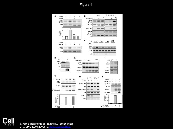 Figure 4 Cell 2006 126955 -968 DOI: (10. 1016/j. cell. 2006. 055) Copyright ©