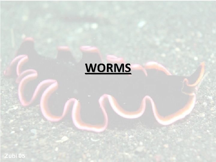 WORMS WORMS