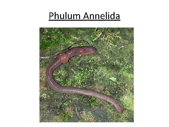 Phulum Annelida Phulum Annelida