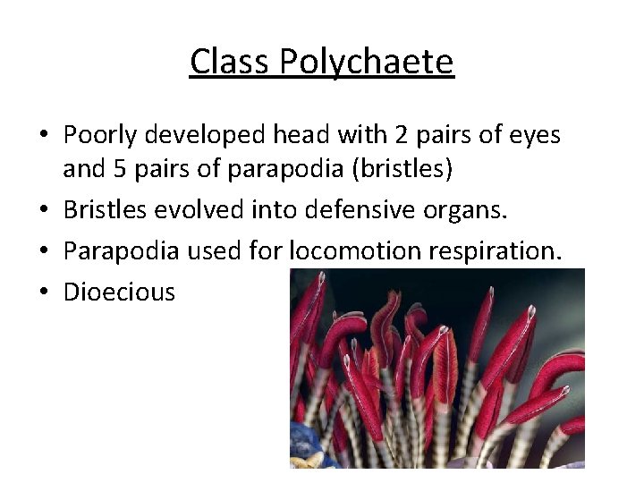 Class Polychaete • Poorly developed head with 2 pairs of eyes and 5 pairs Class Polychaete • Poorly developed head with 2 pairs of eyes and 5 pairs