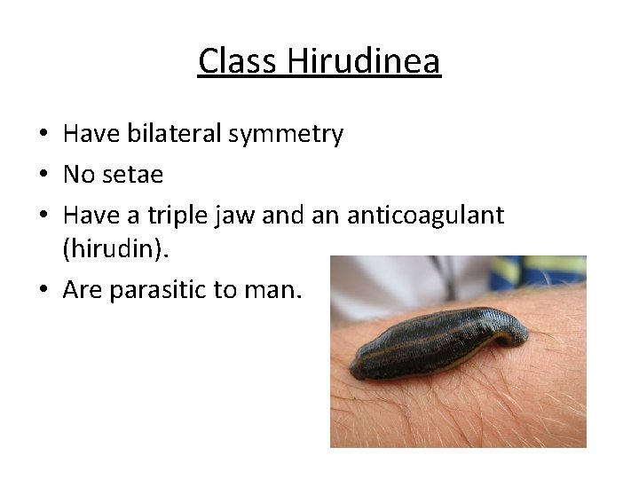 Class Hirudinea • Have bilateral symmetry • No setae • Have a triple jaw Class Hirudinea • Have bilateral symmetry • No setae • Have a triple jaw