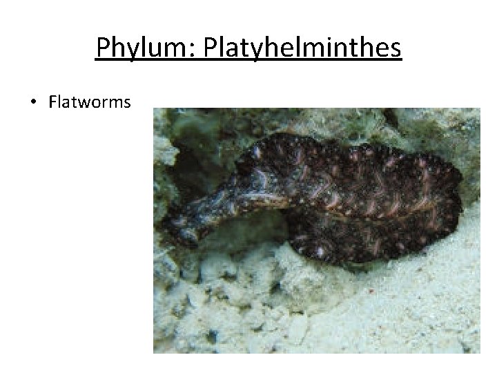 Phylum: Platyhelminthes • Flatworms Phylum: Platyhelminthes • Flatworms
