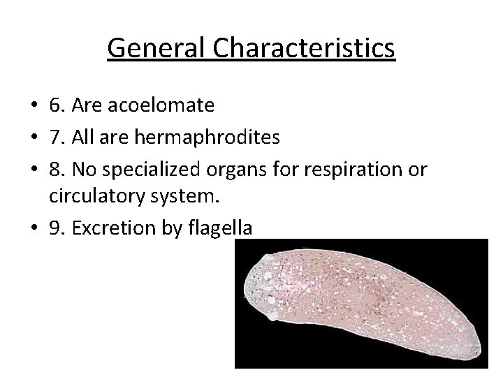 General Characteristics • 6. Are acoelomate • 7. All are hermaphrodites • 8. No General Characteristics • 6. Are acoelomate • 7. All are hermaphrodites • 8. No