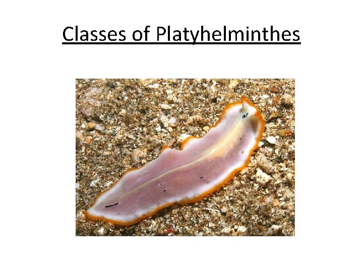 Classes of Platyhelminthes Classes of Platyhelminthes