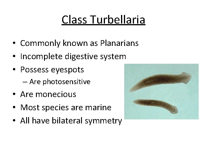 Class Turbellaria • Commonly known as Planarians • Incomplete digestive system • Possess eyespots Class Turbellaria • Commonly known as Planarians • Incomplete digestive system • Possess eyespots