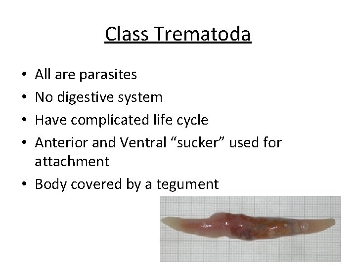 Class Trematoda All are parasites No digestive system Have complicated life cycle Anterior and Class Trematoda All are parasites No digestive system Have complicated life cycle Anterior and